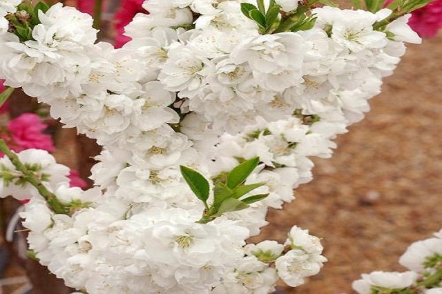 Ciruelo Taoflora White - Prunus persica Taoflora White - El Nou Garden