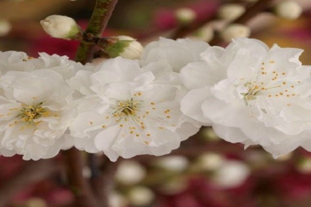 Ciruelo Taoflora White - Prunus persica Taoflora White - El Nou Garden