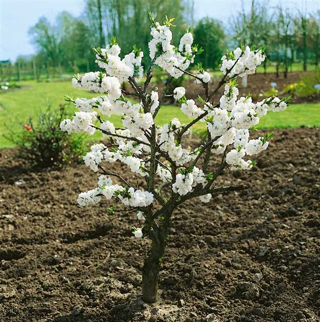 Ciruelo Taoflora White - Prunus persica Taoflora White - El Nou Garden