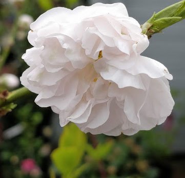 Ciruelo Taoflora White - Prunus persica Taoflora White - El Nou Garden