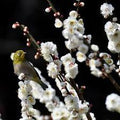 Ciruelo Taoflora White - Prunus persica Taoflora White - El Nou Garden