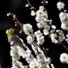 Ciruelo Taoflora White - Prunus persica Taoflora White - El Nou Garden
