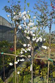 Ciruelo Taoflora White - Prunus persica Taoflora White - El Nou Garden