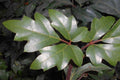 Cisus Ellen Danica - Cissus alata - El Nou Garden