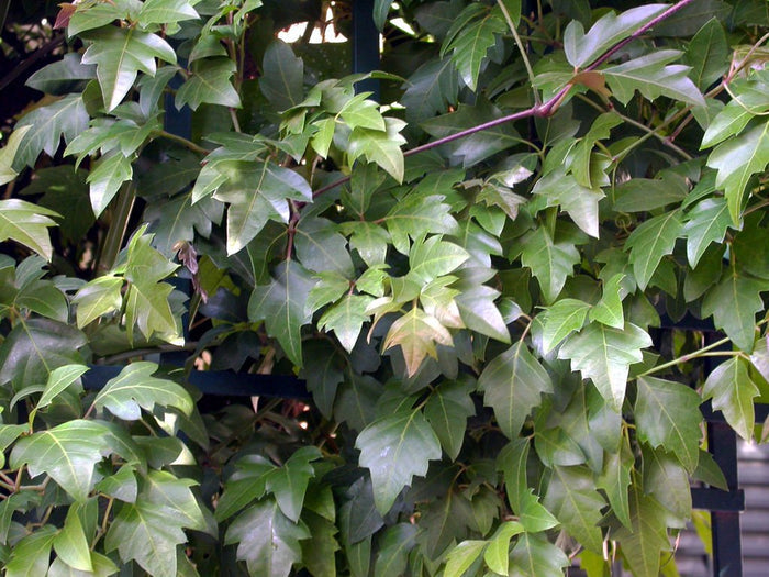 Cisus Ellen Danica - Cissus alata - El Nou Garden