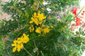 Citiso - Cytisus maderensis - El Nou Garden