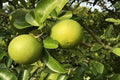 Citrange C35 - El Nou Garden