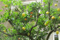 Cítrico Dúo - Naranjas y limones - El Nou Garden
