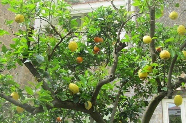 Cítrico Dúo - Naranjas y limones - El Nou Garden