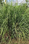 Citronela - Cymbopogon flexosus - Semillas naturales - El Nou Garden