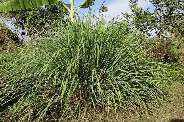 Citronela - Cymbopogon nardus - El Nou Garden
