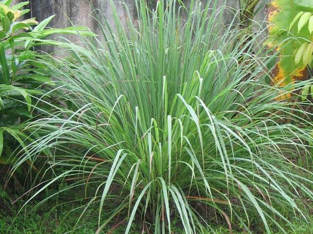 Citronela - Cymbopogon nardus - El Nou Garden