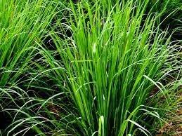 Citronela - Cymbopogon nardus - El Nou Garden