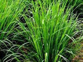 Citronela - Cymbopogon nardus - El Nou Garden