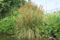 Cladium mariscus - El Nou Garden