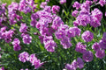 Clavel coronado - Dianthus plumarius - El Nou Garden