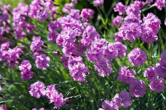 Clavel coronado - Dianthus plumarius - El Nou Garden