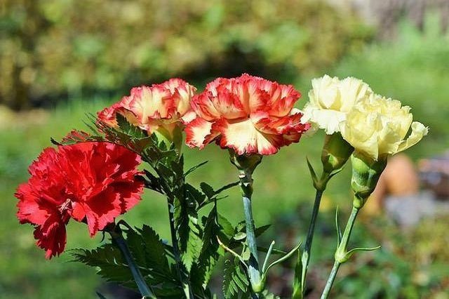 Clavel de flor grande - Dianthus caryophyllus - El Nou Garden