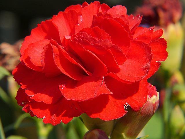 Clavel de flor grande - Dianthus caryophyllus - El Nou Garden
