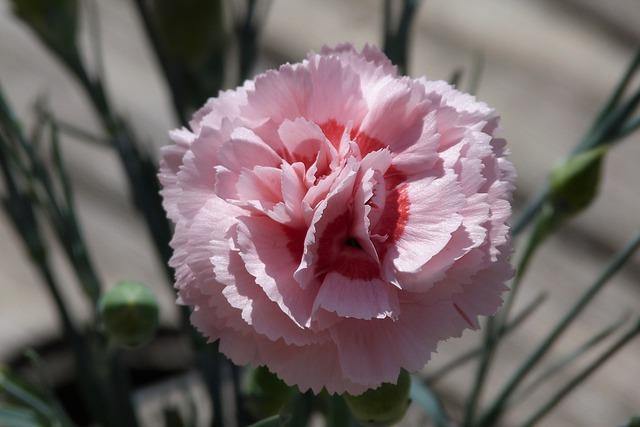 Clavel de flor grande - Dianthus caryophyllus - El Nou Garden