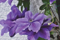 Clemátide - Clematis - El Nou Garden