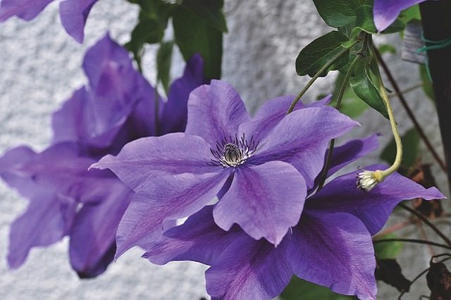 Clemátide - Clematis - El Nou Garden