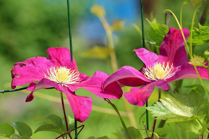Clemátide - Clematis - El Nou Garden