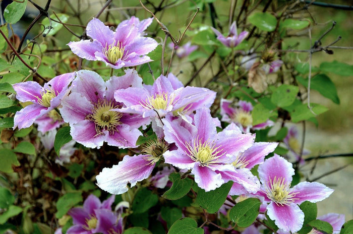 Clemátide - Clematis - El Nou Garden