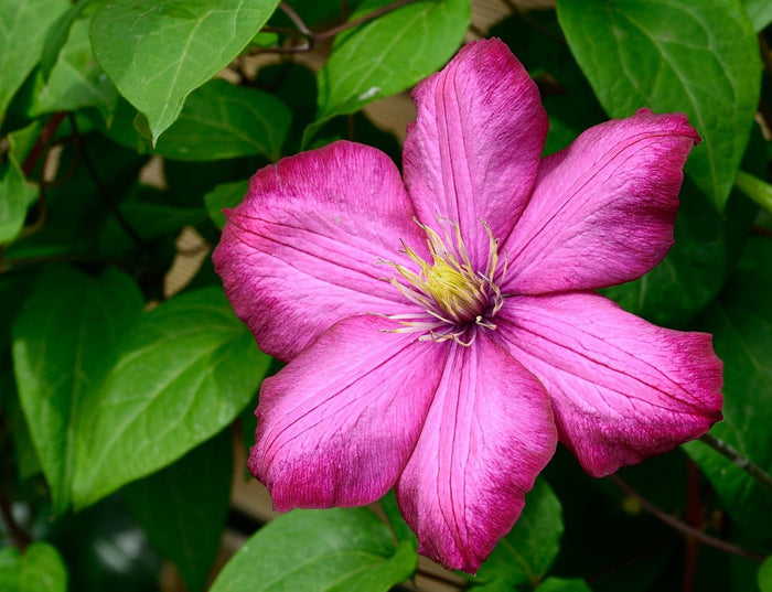 Clemátide - Clematis - El Nou Garden