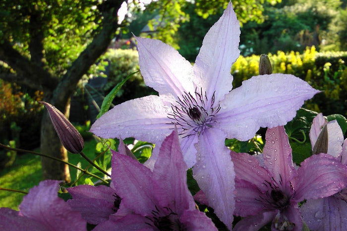 Clemátide - Clematis - El Nou Garden