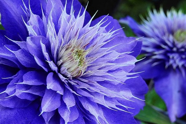 Clemátide Multi Blue - Clematis - El Nou Garden