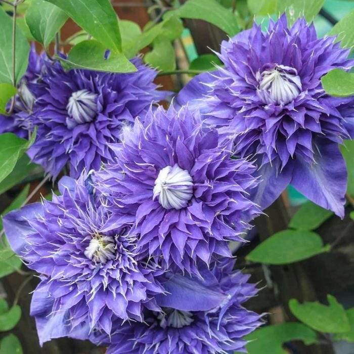 Clemátide Multi Blue - Clematis - El Nou Garden