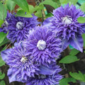 Clemátide Multi Blue - Clematis - El Nou Garden