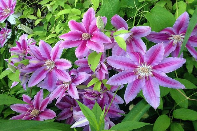 Clemátide Nelly Moser - Clematis - El Nou Garden