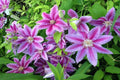 Clemátide Nelly Moser - Clematis - El Nou Garden