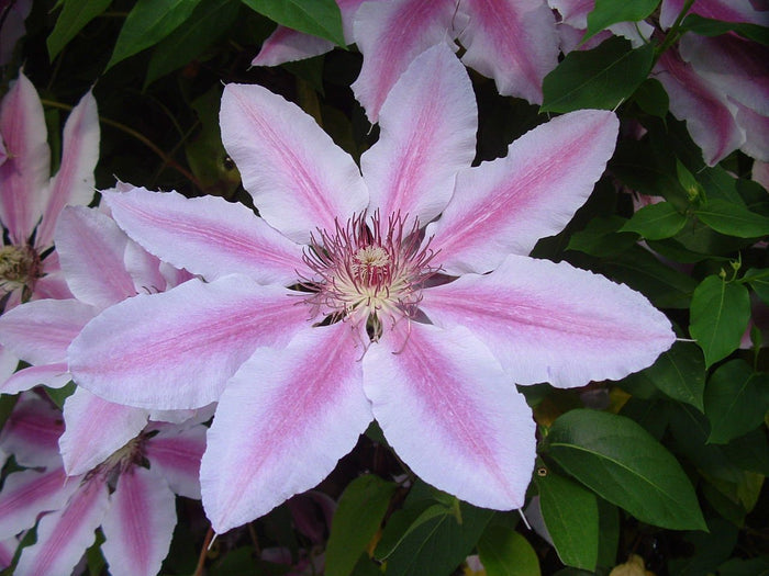 Clemátide Nelly Moser - Clematis - El Nou Garden