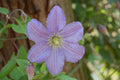 Clemátide Prince Charles - Clematis - El Nou Garden