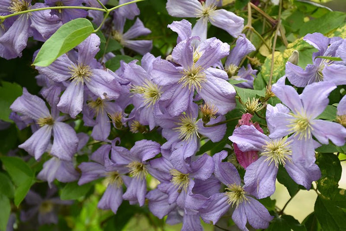 Clemátide Prince Charles - Clematis - El Nou Garden