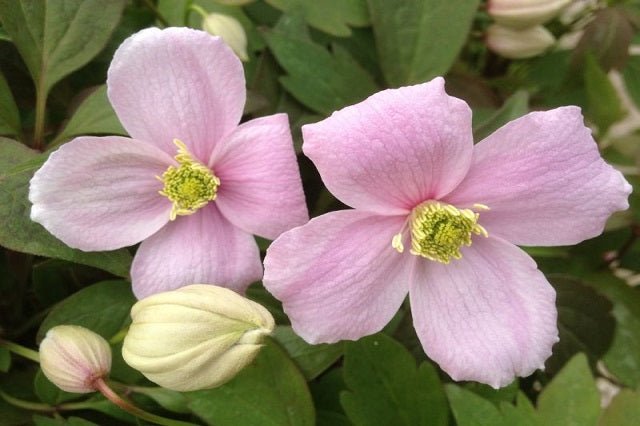 Clemátide Rubens - Clematis montana - El Nou Garden