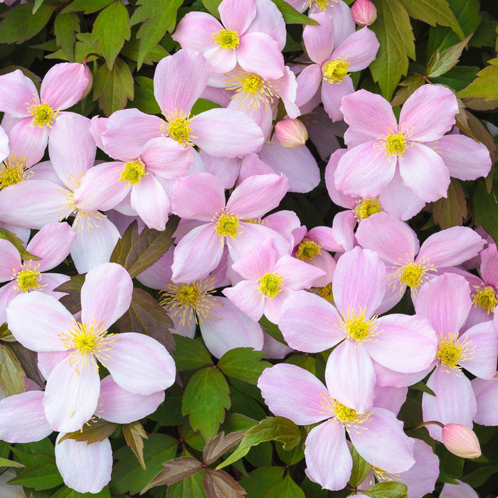 Clemátide Rubens - Clematis montana - El Nou Garden