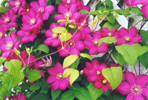 Clemátide Ville de Lyon - Clematis - El Nou Garden