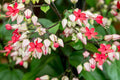 Clerodendro Speciosum - Clerodendrum speciosum - El Nou Garden