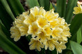 Clivia amarilla - Clivia miniata - El Nou Garden
