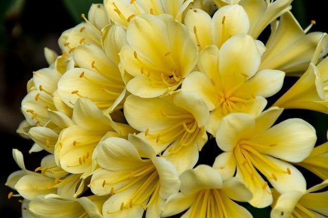 Clivia amarilla - Clivia miniata - El Nou Garden
