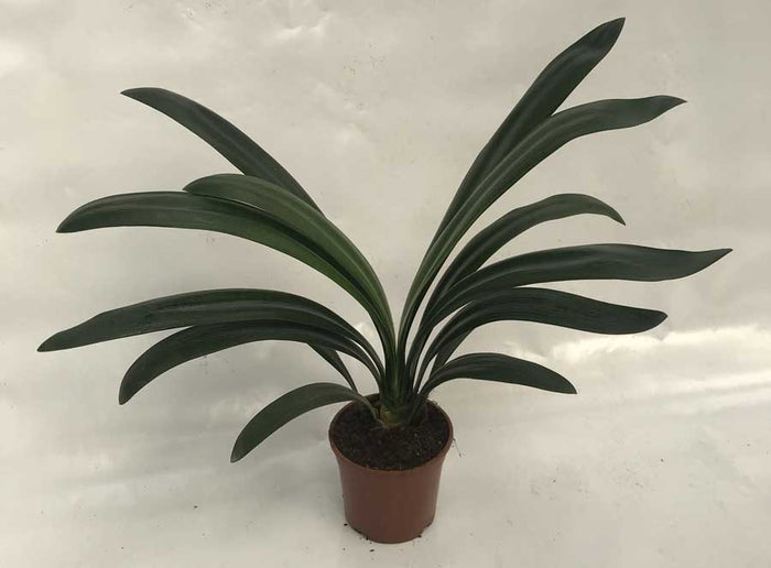 Clivia amarilla - Clivia miniata - El Nou Garden
