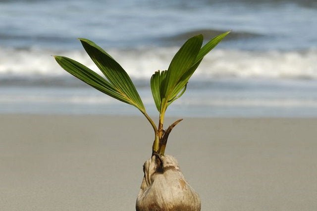 Cocotero - Cocos nucifera - El Nou Garden