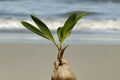Cocotero - Cocos nucifera - El Nou Garden