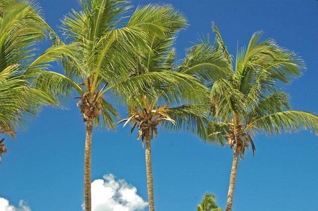 Cocotero - Cocos nucifera - El Nou Garden