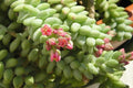 Cola de burro - Sedum morganianum - El Nou Garden