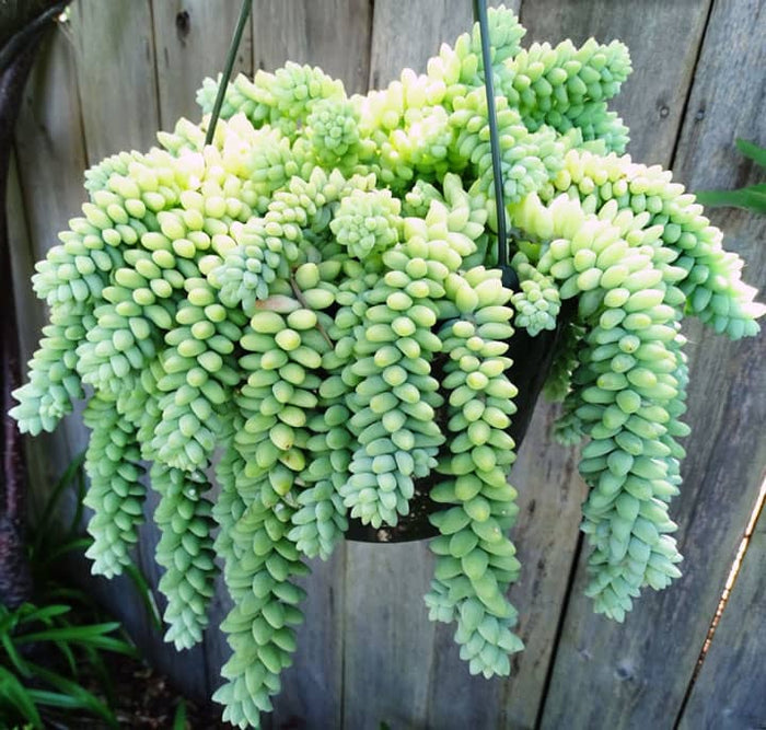 Cola de burro - Sedum morganianum - El Nou Garden